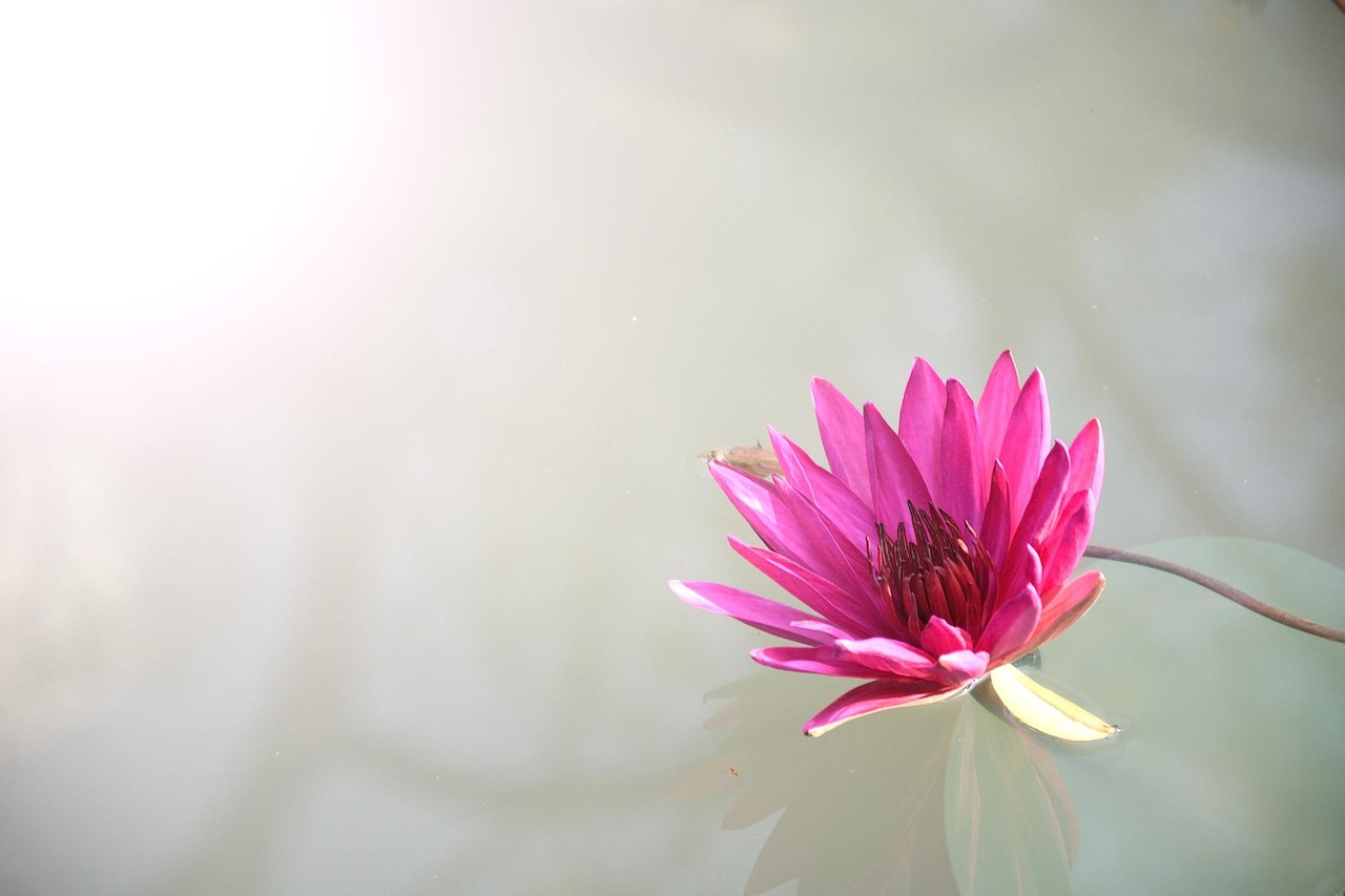 Real Lotus App Download: Step-by-Step Guide for India (2026)